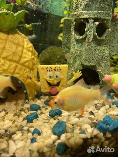 Аквариум на 25 л + декор Спанч Боб