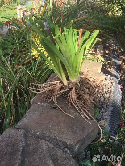 Сортовой ассортимент 30