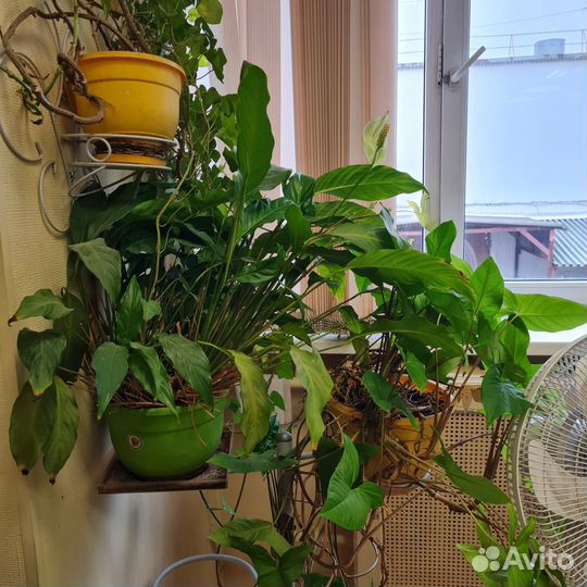 Комнатные цветы бесплатно