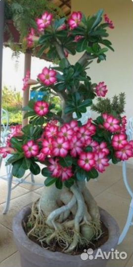 Арабикум, сомалийский адениум