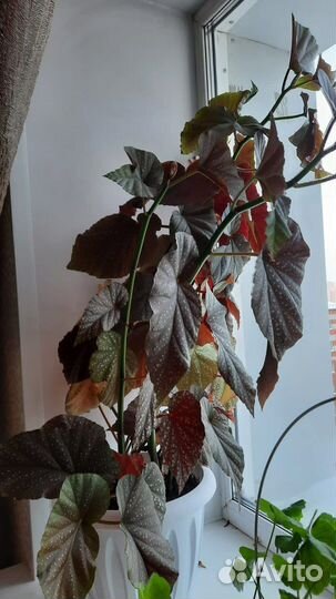 Цветы комнатные