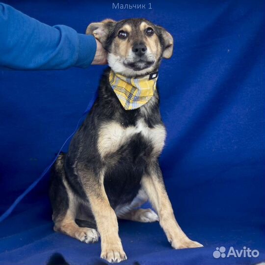 Щенок мальчик бесплатно