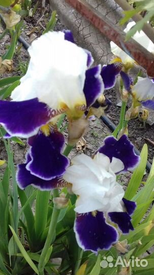 Керрия, жимолость шапочная, ирисы бород,ландыши