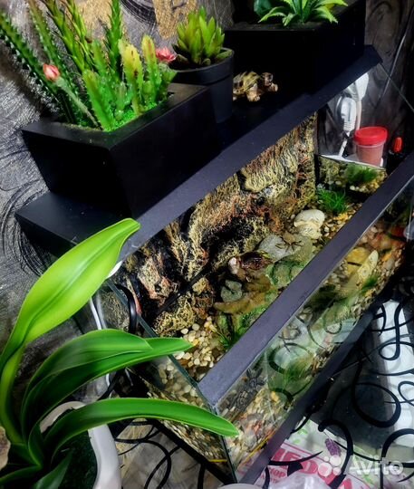 Террариум(черепашник)