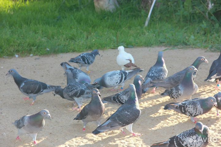 Голуби