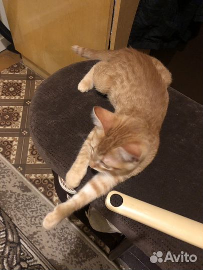 Кошка в дар бесплатно