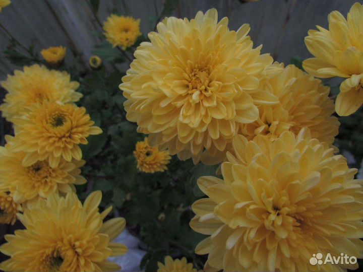 Хризантема корейская и мультифлора