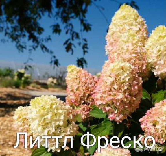 Карликовые гортензии