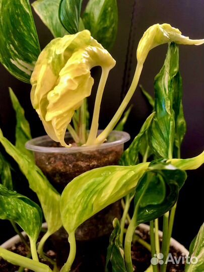 Эпипремнум Годзилла вар