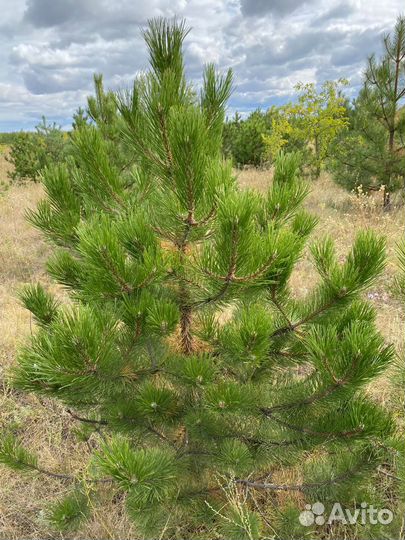 Сосна черная (Луховицы )