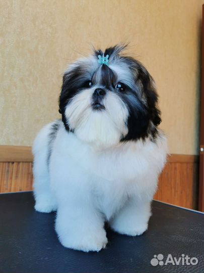 Грумер стрижка собак