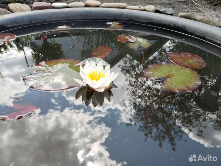 Нимфея водная лилия для пруда и водоёмов