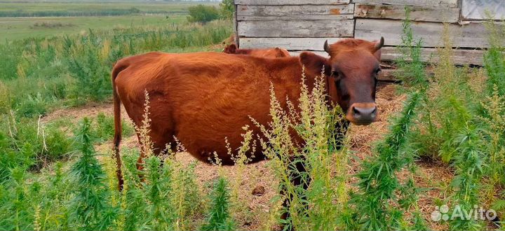 Коровы дойные молочные