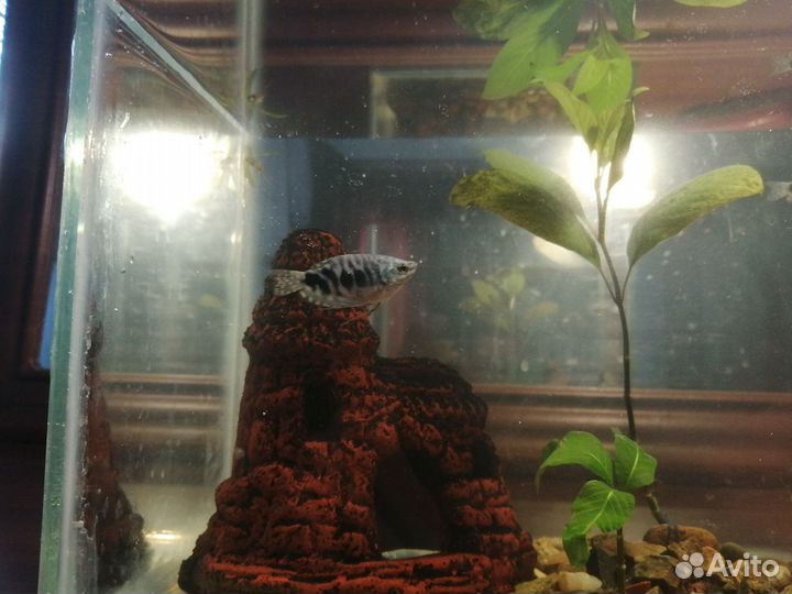 Аквариумные рыбки