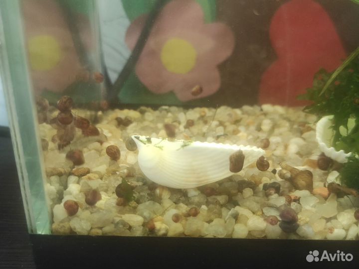Улитки аквариумные