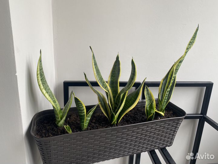 Сансевиерия