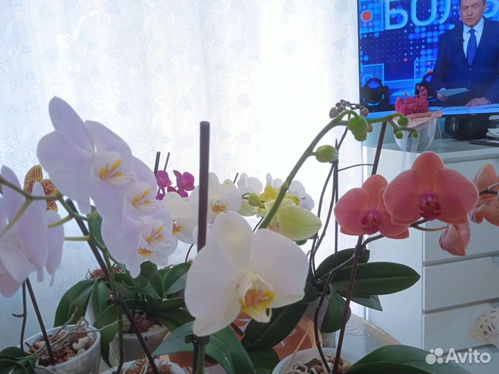 Орхидея фаленопсис