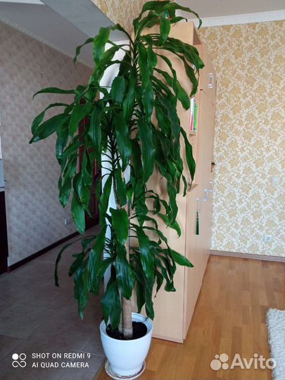 Драцена Массанжеана