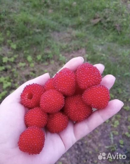 Тибетская малина саженцы