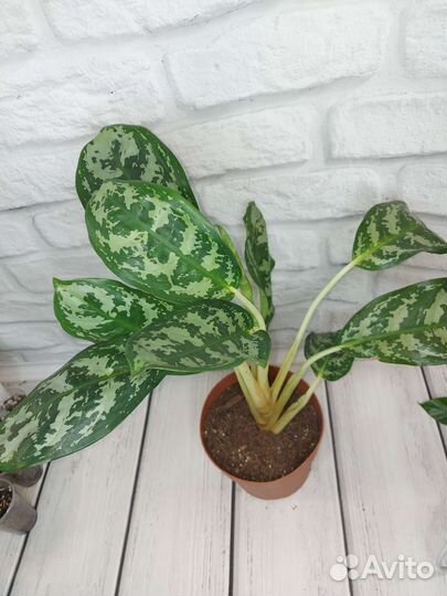 Аглаонема dawn's delight