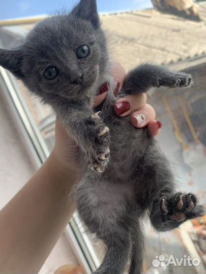 Британские котята