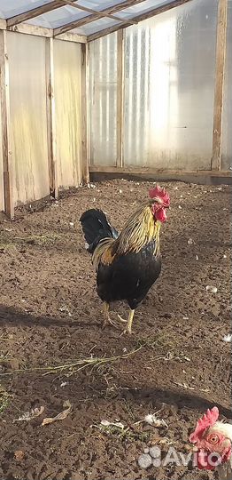 Петух красавец