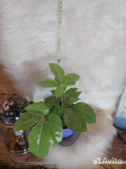 Шеффлера древовидная Солейл (Schefflera 'Soleil)