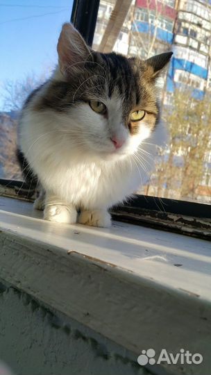 Кот в добрые руки