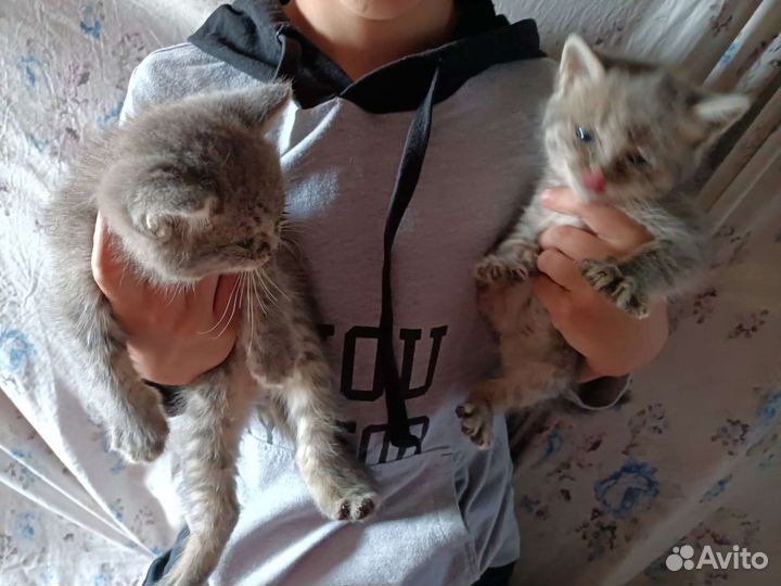 Кошка в дар бесплатно