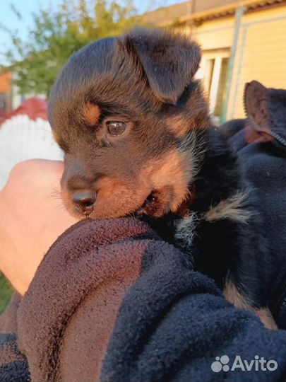 Продам собаку, мальчик ягдтерьер