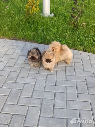 Померанский шпиц