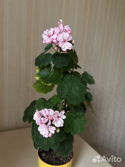 Пеларгония герань, Спатифиллум (женское счастье)