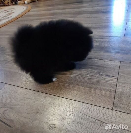 Померанский шпиц