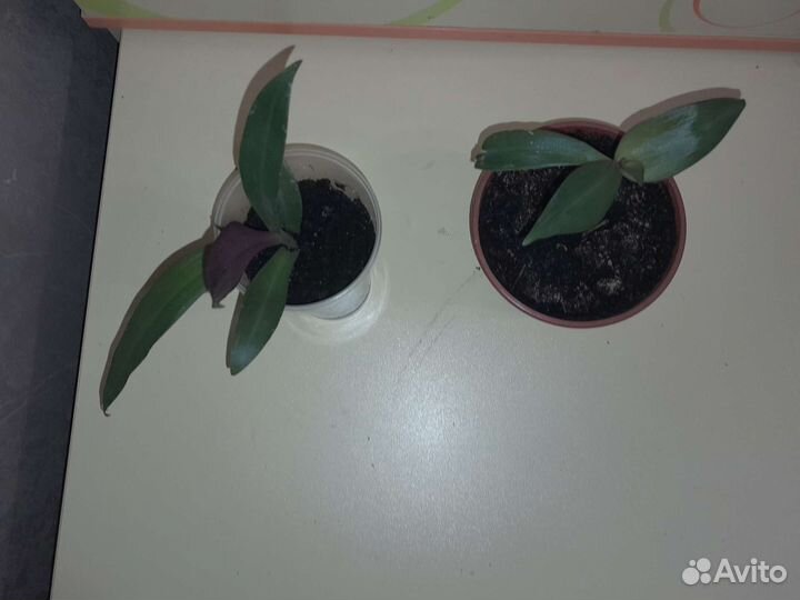 Традесканция рео