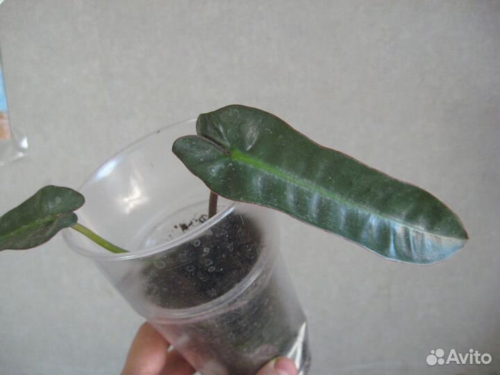 Сет из ароидных. Наборы из сортовых растений для н