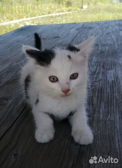 Милашка кошечка ищет дом