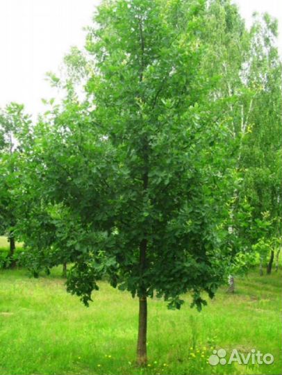 Дуб саженцы