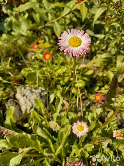 Маргаритки