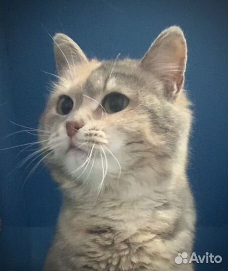 Нежная малышка Боня (1,5 года)