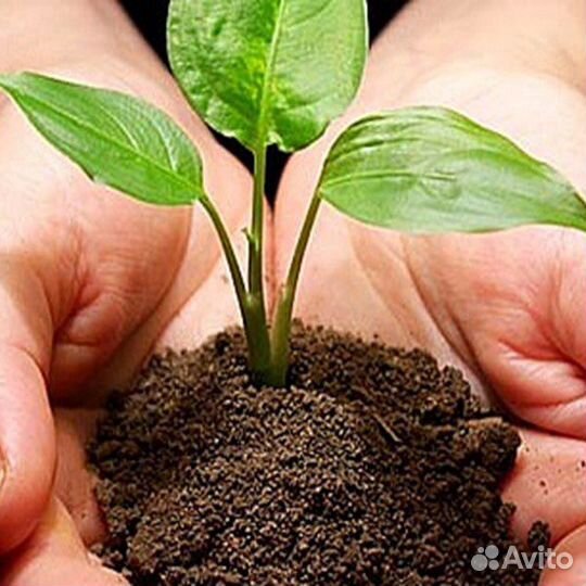 Навоз (в мешках по 49-55 л)