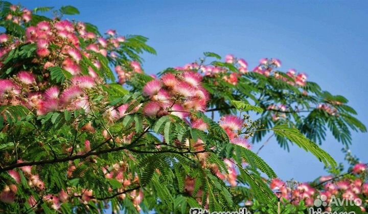 Альбиция ленкоранская