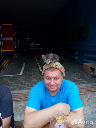 Котенок Чучело мяучело