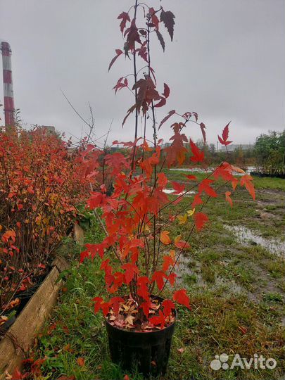 Клен гиннала (куст). Опт от 100 шт