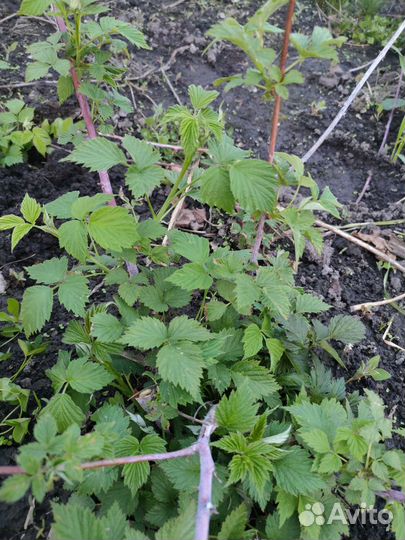 Малина чёрная 