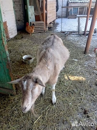 Коза нубийка