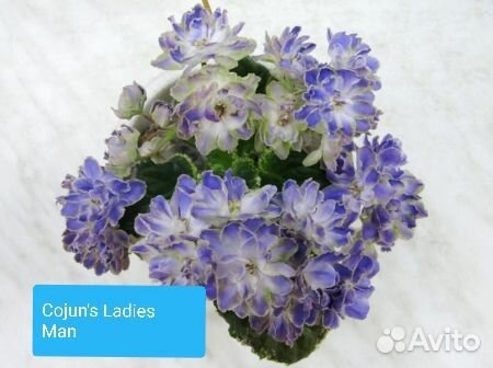 Сортовые фиалки