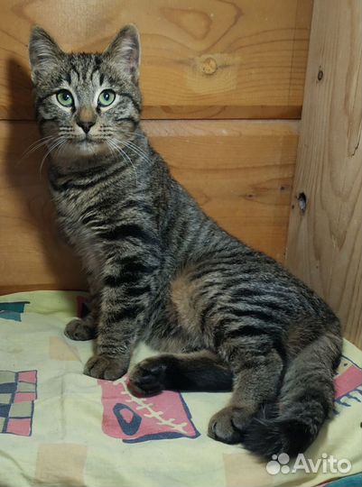 Котик подросток в добрые руки