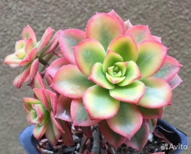 Комнатные растения цветы