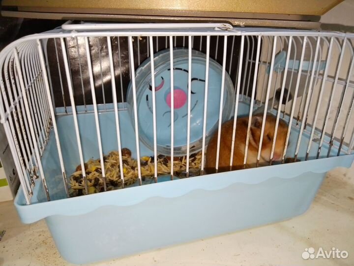 Сирийский хомяк с клеткой, 1 мальчик 2 девочка