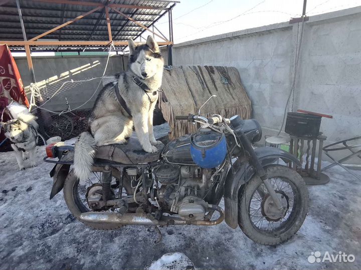 Щенки аляскисы